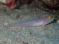 Gobius xanthocephalus