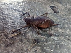 Nesoecia