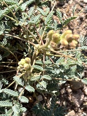 Hoffmannseggia glauca