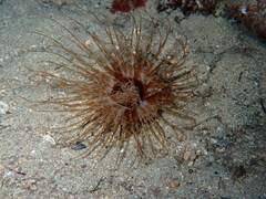 Cerianthus membranaceus