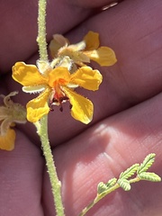 Hoffmannseggia glauca