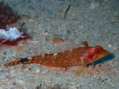 Tripterygion delaisi