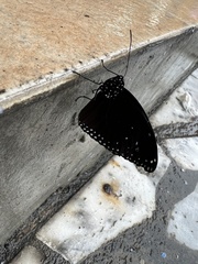 Euploea eunice hobsoni