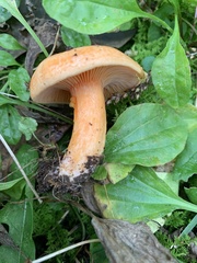 Lactarius thyinos