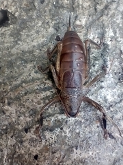Nesoecia