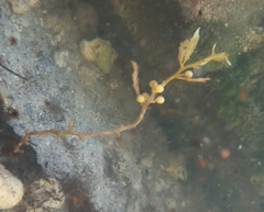 Sargassum