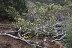 Aspalathus chenopoda