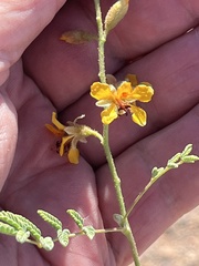 Hoffmannseggia glauca