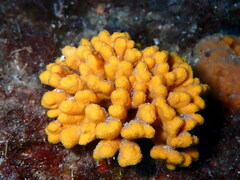 Axinella verrucosa