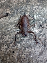 Nesoecia