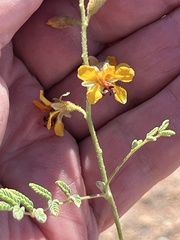 Hoffmannseggia glauca