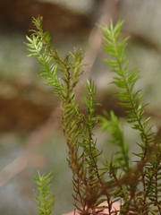 Bartramiopsis lescurii