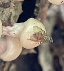 Calyptratae