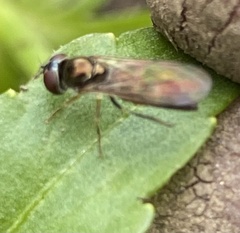 Platycheirus