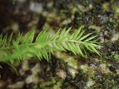 Bartramiopsis lescurii