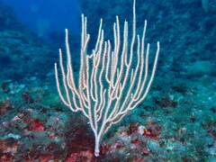 Eunicella singularis