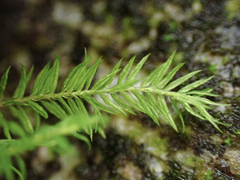 Bartramiopsis lescurii