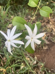 Jasminum multipartitum