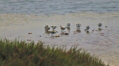 Calidris alba