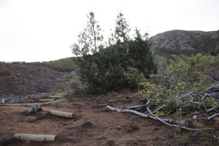 Widdringtonia nodiflora