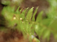 Pseudotaxiphyllum elegans