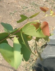 Gonimbrasia belina