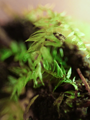 Pseudotaxiphyllum elegans