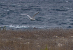 Ichthyaetus audouinii