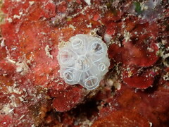 Botrylloides crystallinus