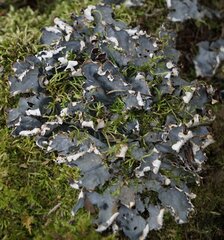 Peltigera canina