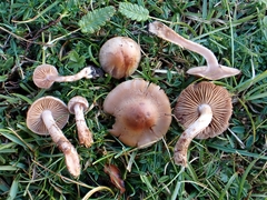 Cortinarius spilomeus