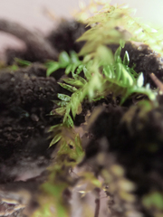 Pseudotaxiphyllum elegans