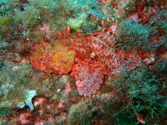 Scorpaena porcus