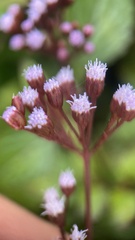 Ageratum conyzoides