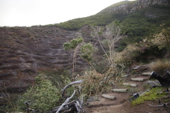 Aspalathus chenopoda