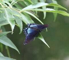 Limenitis arthemis arizonensis
