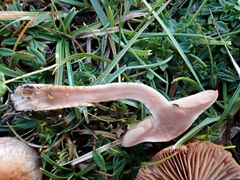 Cortinarius spilomeus