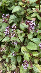 Ageratum conyzoides