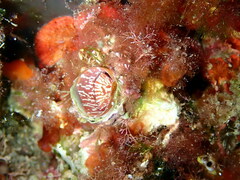 Thylacodes arenarius