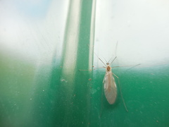 Trichocera