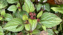 Ageratum conyzoides