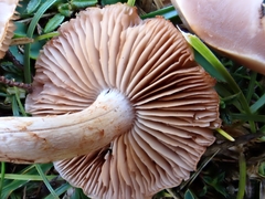 Cortinarius spilomeus