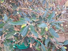 Quercus ilex