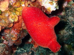 Halocynthia papillosa