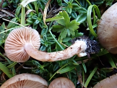 Cortinarius spilomeus