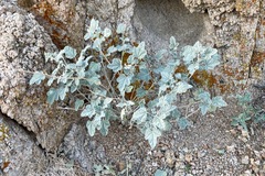 Sphaeralcea ambigua