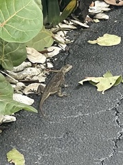 Agama picticauda