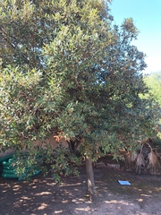 Quercus ilex
