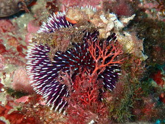 Sphaerechinus granularis