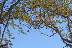 Colophospermum mopane image